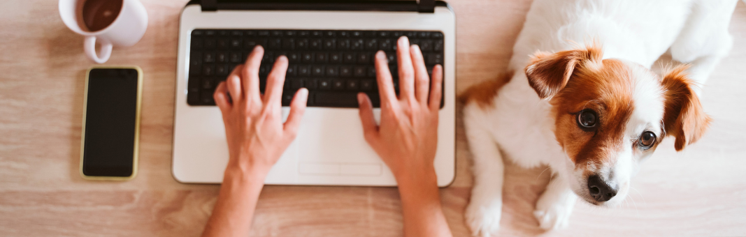 A person types on a laptop at a wooden table with a cup of coffee, mobile phone, and Service Desk Institute (SDI) materials nearby, as their small brown-and-white dog lies beside them, looking up. Perfect for when you need to get in touch with SDI.