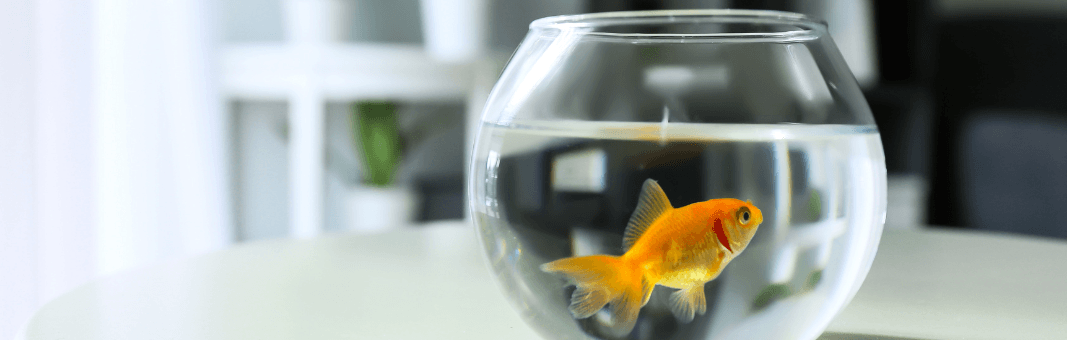 Be a Goldfish: 8 Leadership Lessons for Service Desk Teams