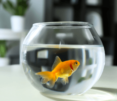 Be a Goldfish: 8 Leadership Lessons for Service Desk Teams