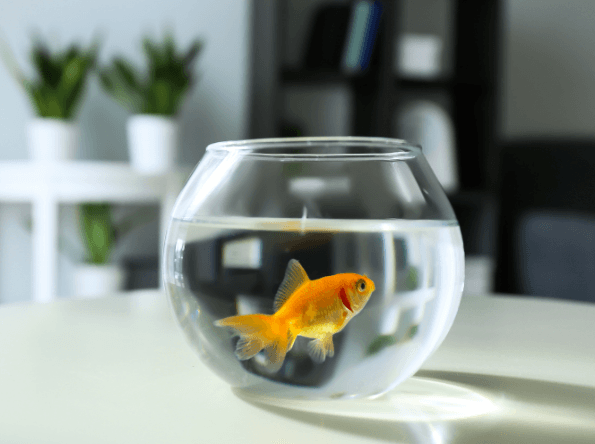 Be a Goldfish: 8 Leadership Lessons for Service Desk Teams